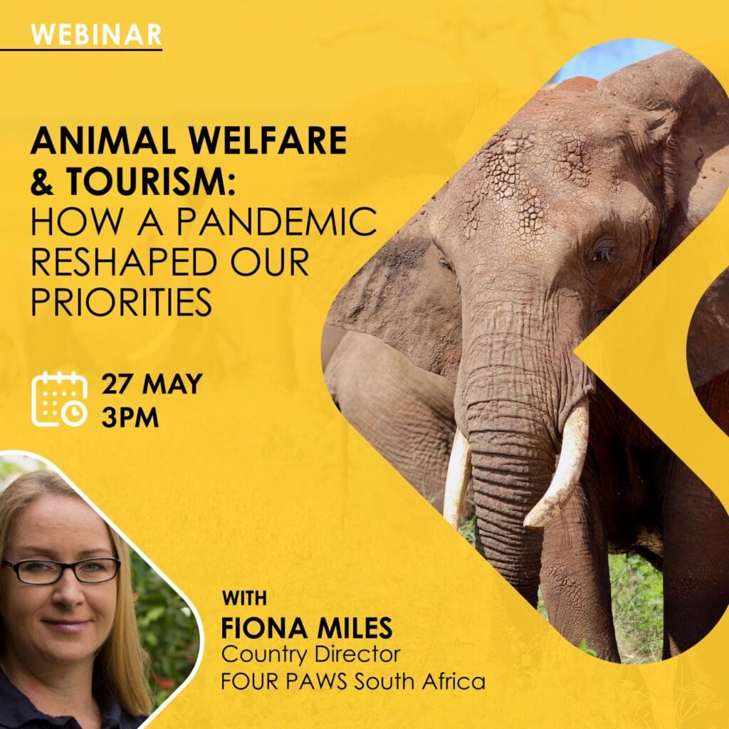 Africa Travel Week throws its support behind recent South Africa Environmental Affairs announcement that bans captive lion breeding 1 Animal Welfare Tourism Webinar