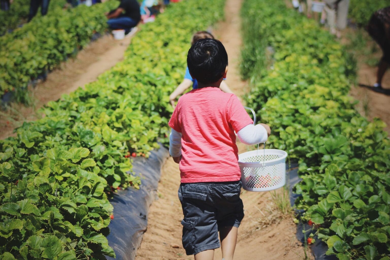 strawberry picking CVZXFQL
